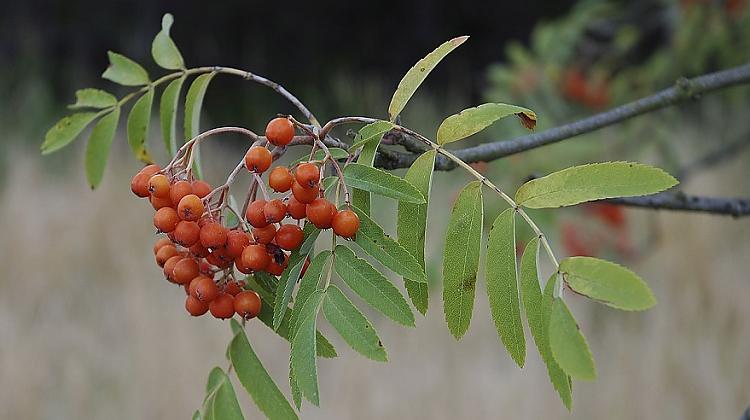Tests: Vai tu pazīsti Latvijā sastopamos kokus?