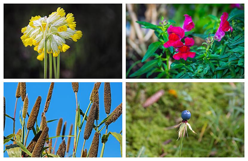 Tests: Kurš dzīvnieks minēts šī auga nosaukumā? - Spoki