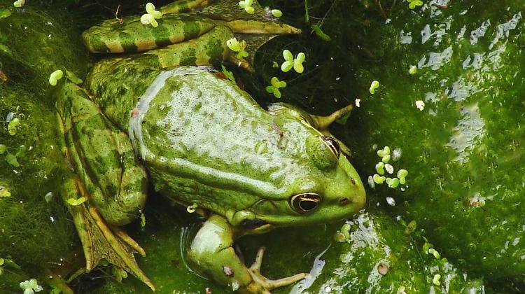 Tests: Tas ir rāpulis, putns vai zīdītājs? Pārbaudi savas zināšanas!