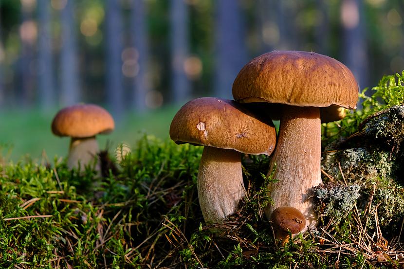 Tests: Vai tu esi sēņu pazinējs vai tikai par tādu izliecies? - Spoki